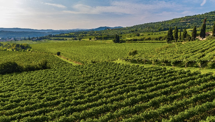 veduta panoramica di vigne