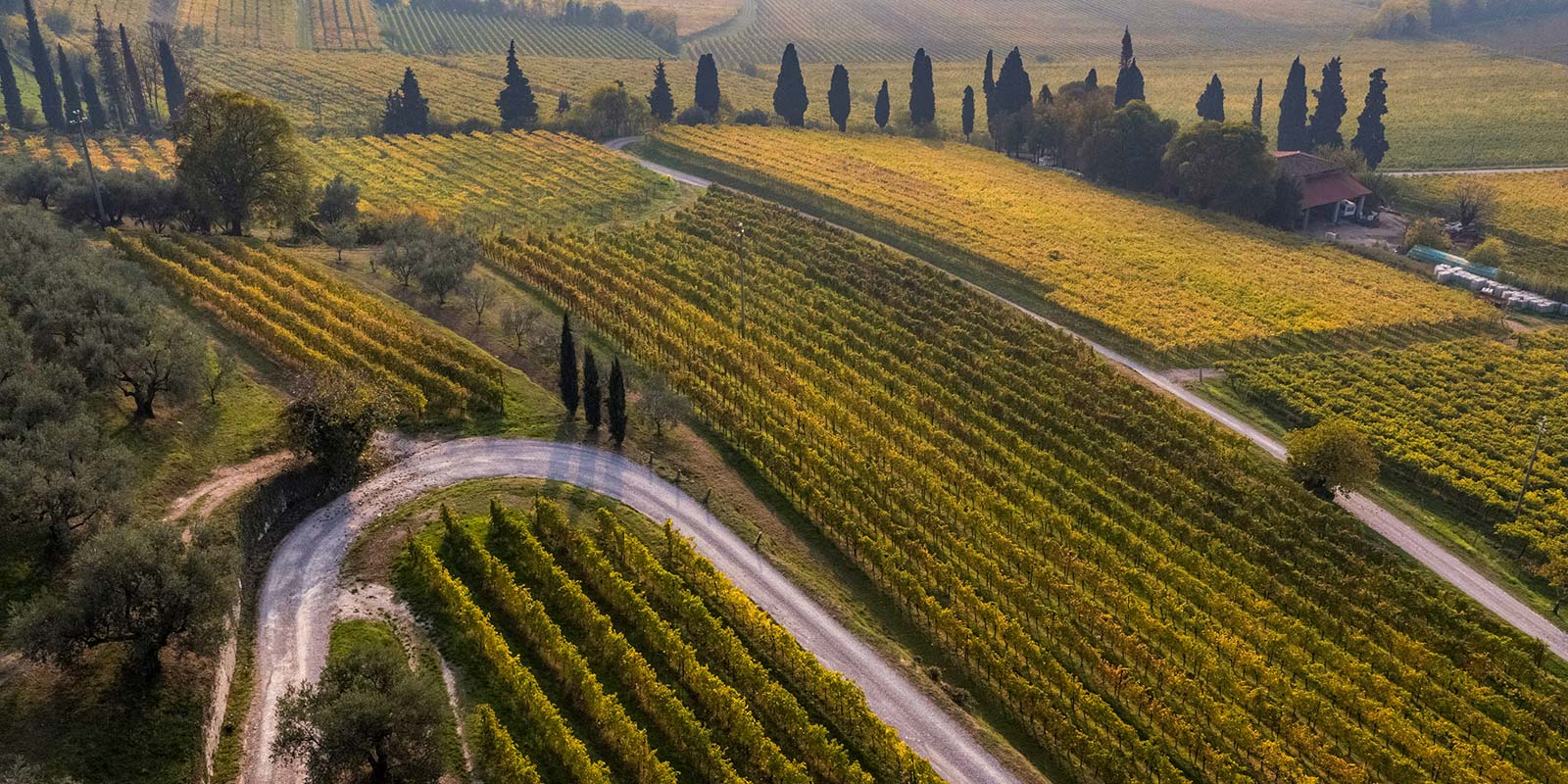 Immagine delle vigne dall'alto con cipressi e stradine