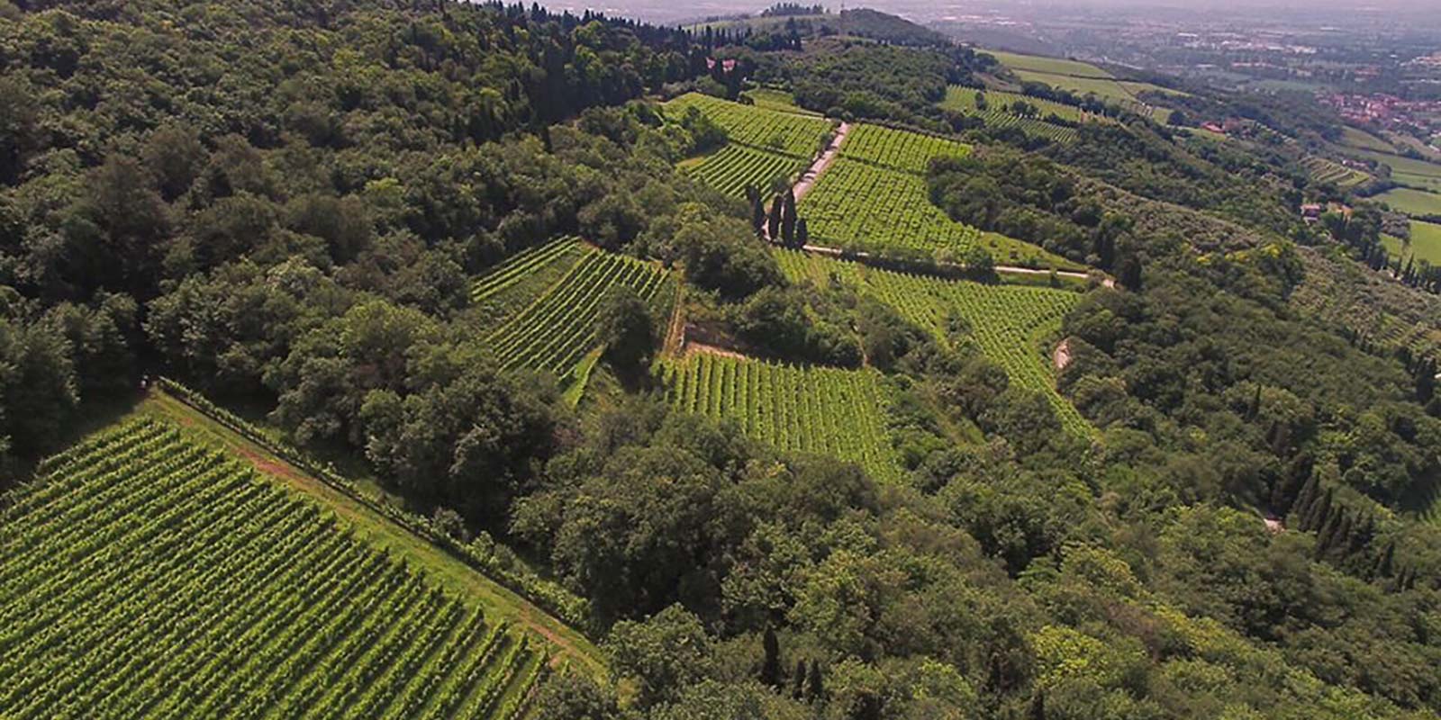 Foto aerea delle vigne Villa San Carlo