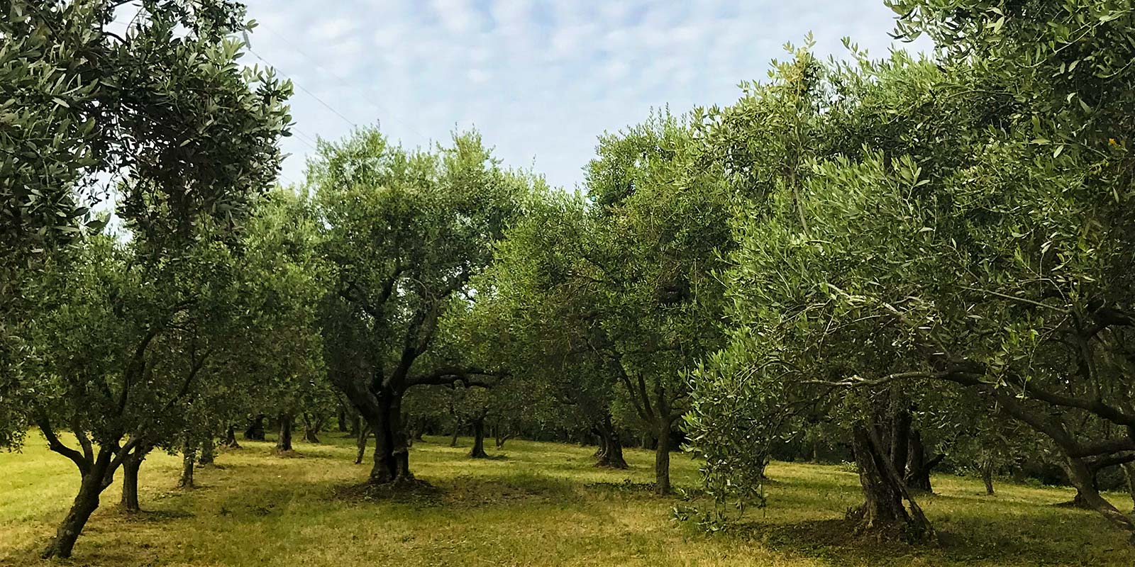 Immagine dell'olivara con gli ulivi nel campo