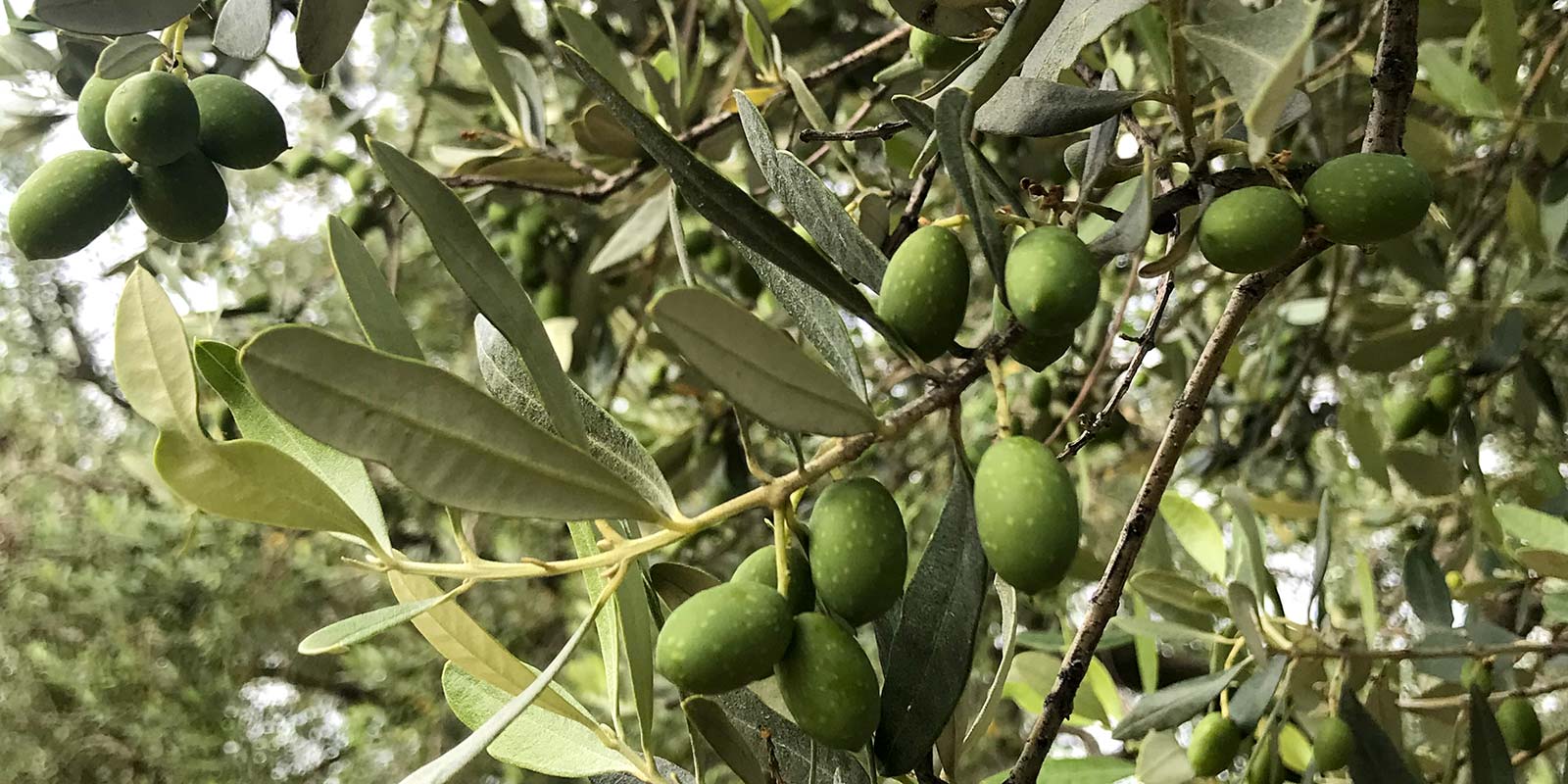 Primo piano di alcune olive in un ramo dell'albero