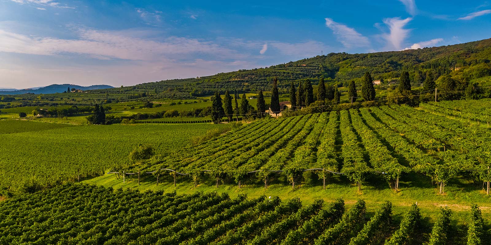 foto del paesaggio attorno a Villa San Carlo con viti e cielo azzurro
