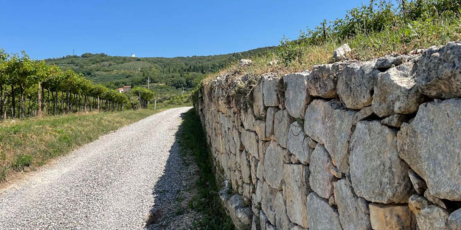 Immagine di una strada nella tenuta con un muretto in pietra e diversità di vegetazione