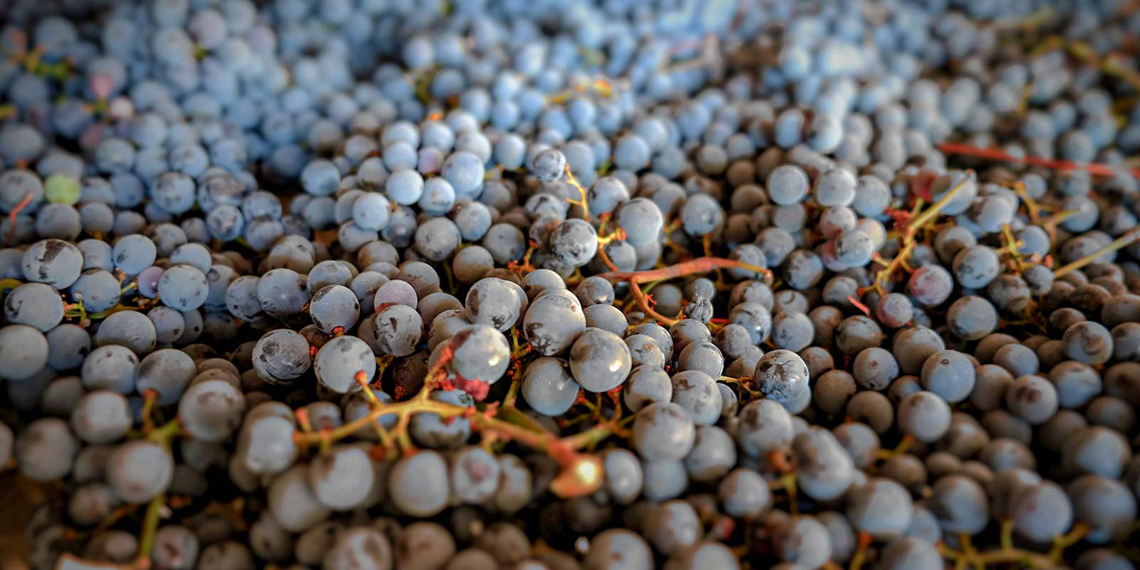 uva per amarone in fase di appassimento nel fruttaio