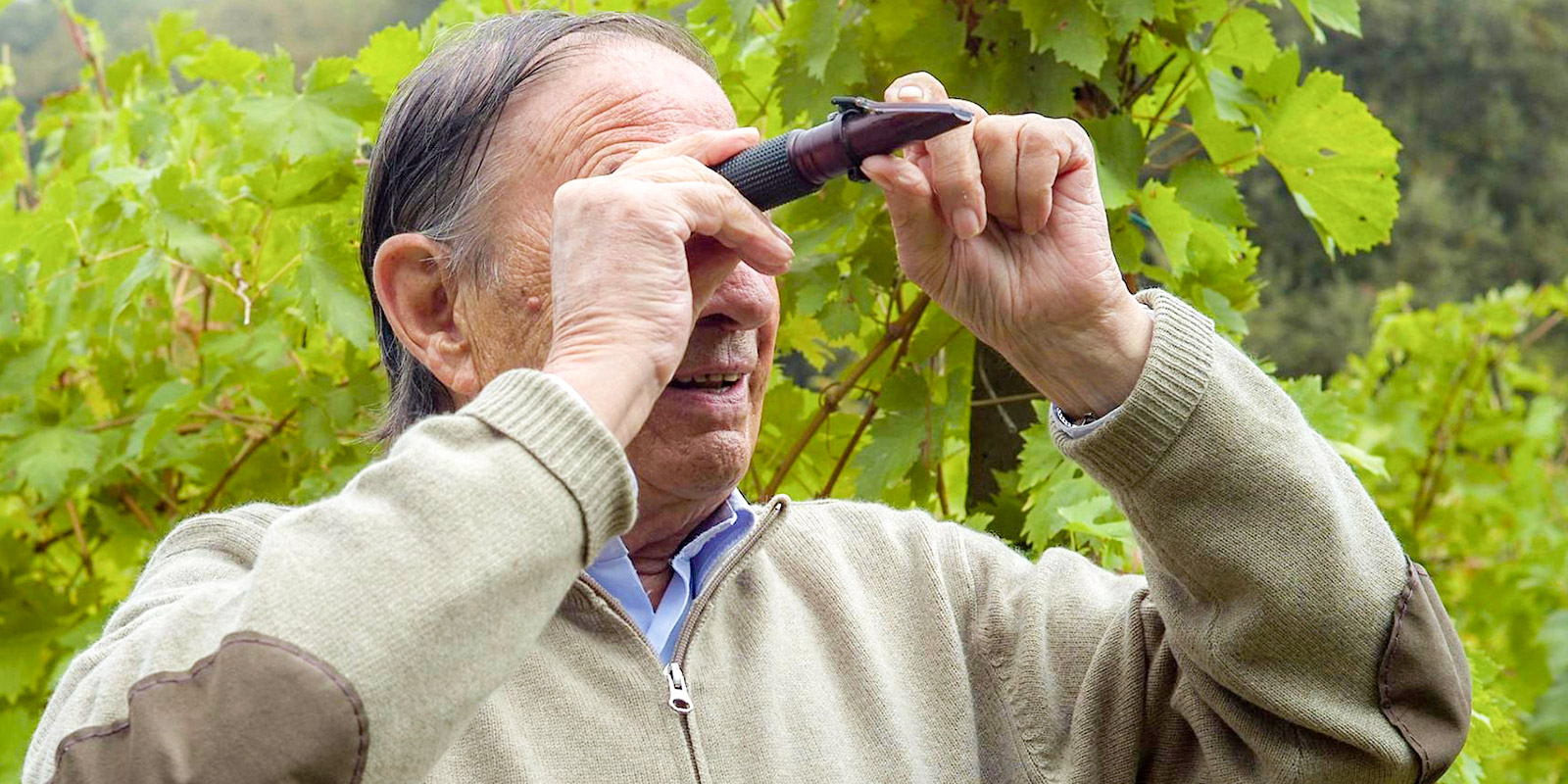 Foto di Gianni Pavesi mentre controlla il grado zuccherino degli acini d'uva in vigna