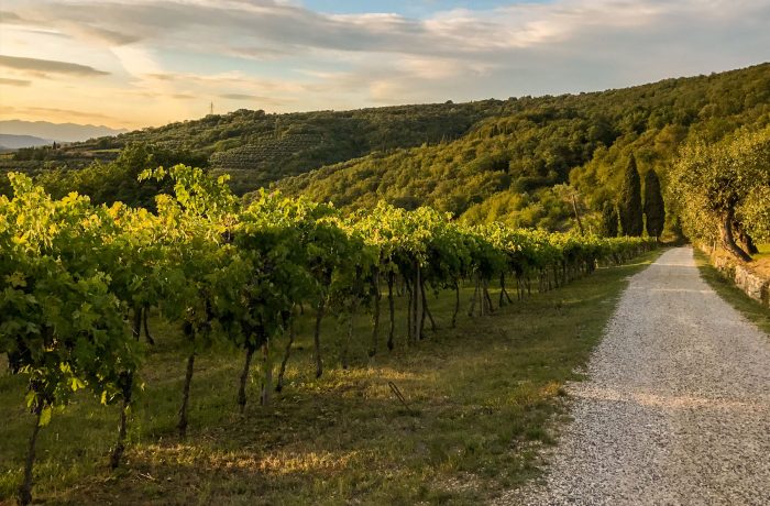 Veduta di una strada sterrata che fiancheggia un campo di viti di Villa San Carlo