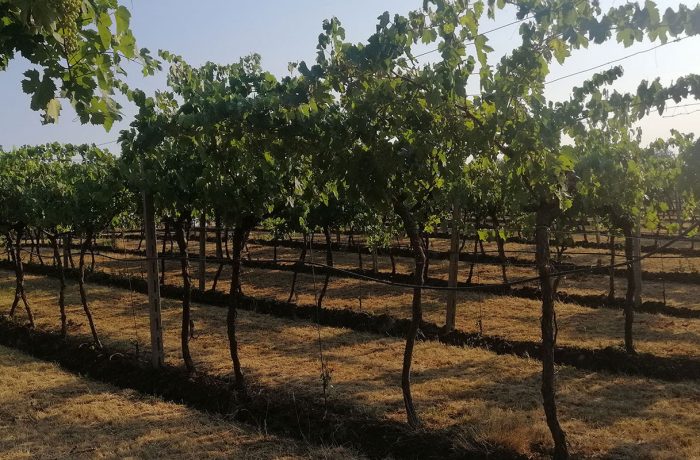 foto di una vigna sotto il caldo torrido estate 2022