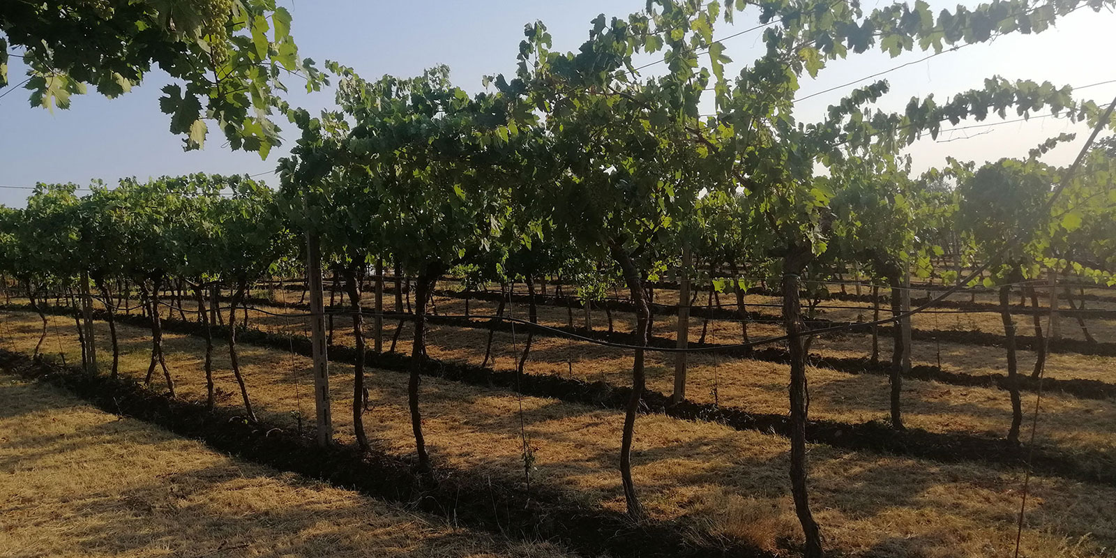 foto di una vigna sotto il caldo torrido estate 2022