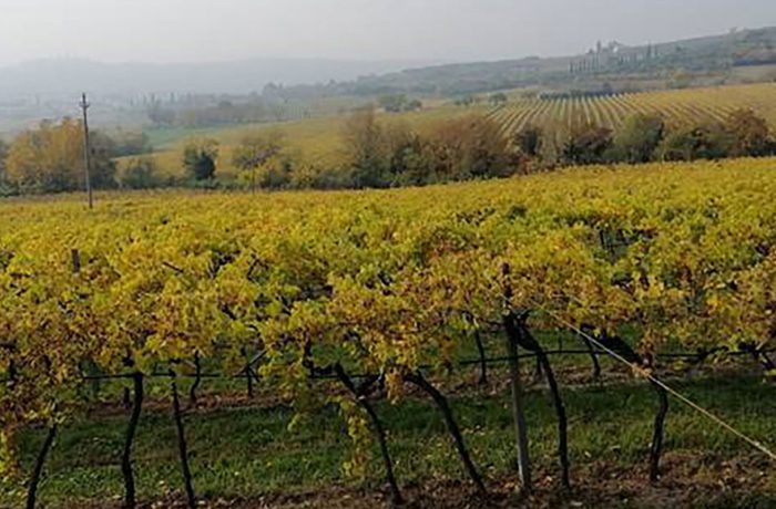 Vigneto di Garganega bianca