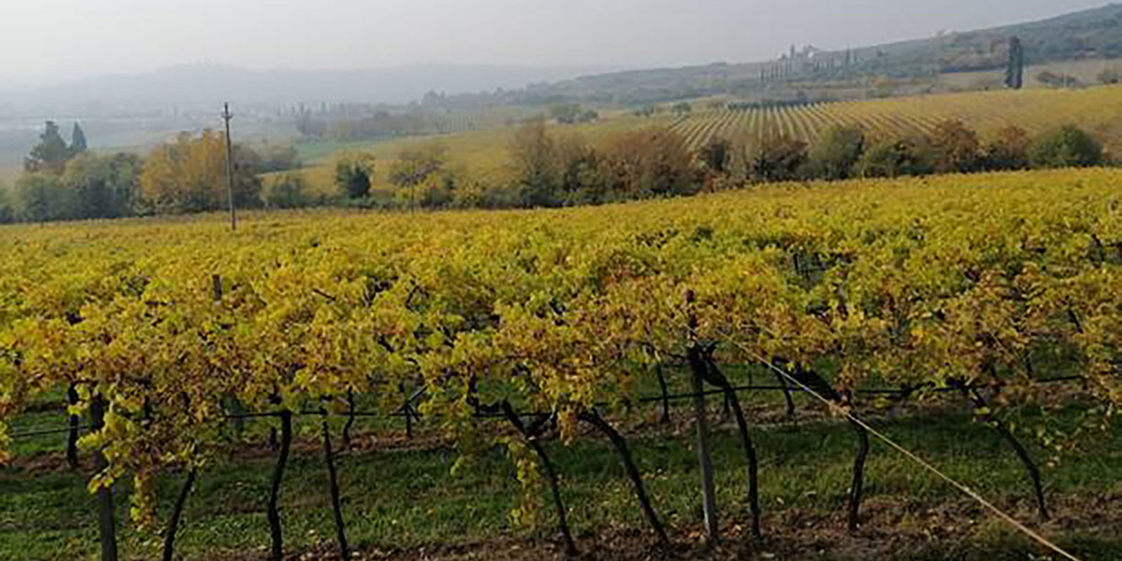 Vigneto di Garganega bianca