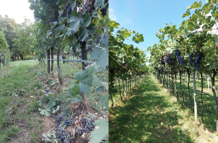 Immagine di filari di vite con l'uva a terra dopo il diradamento