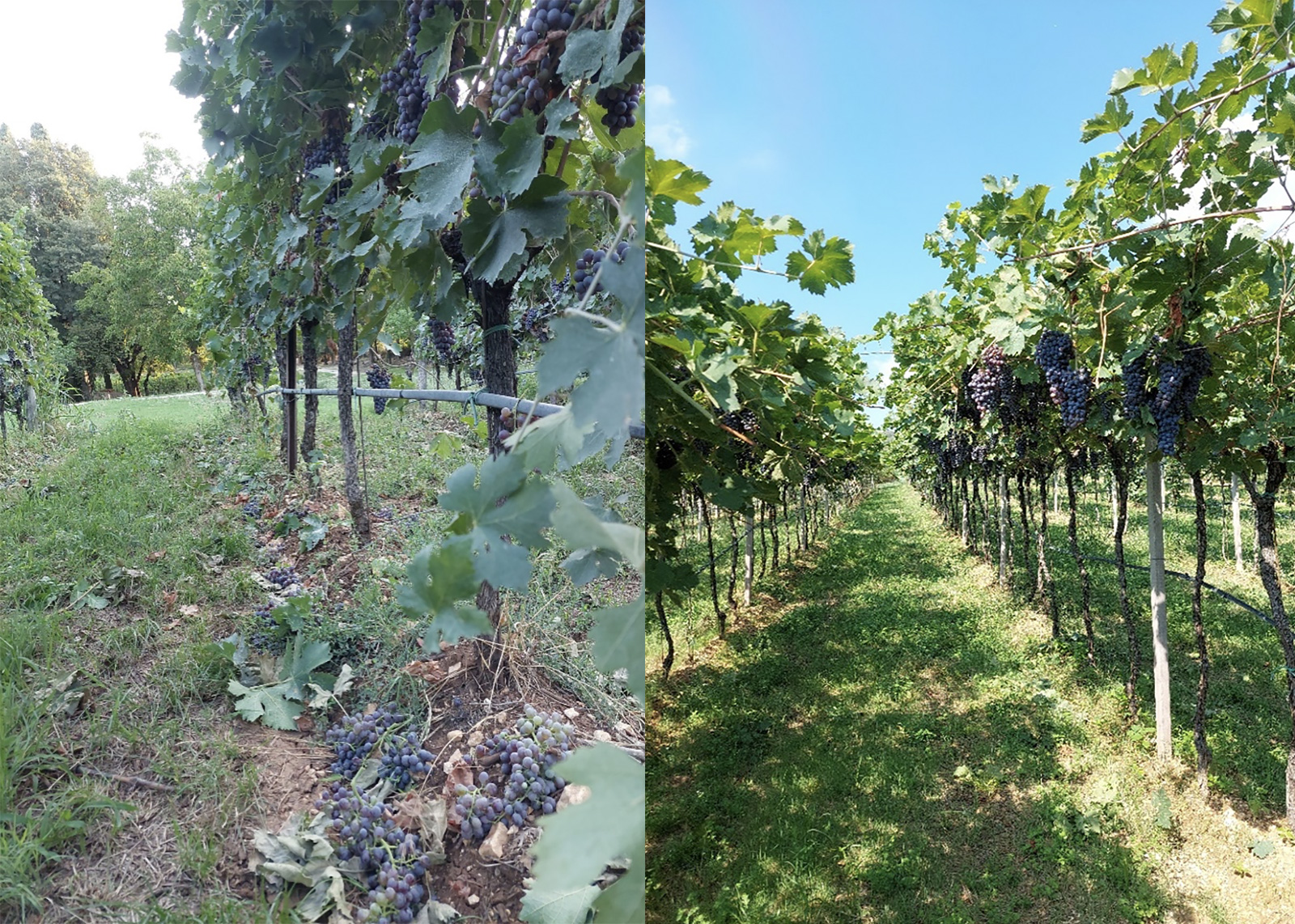 Immagine di filari di vite con l'uva a terra dopo il diradamento